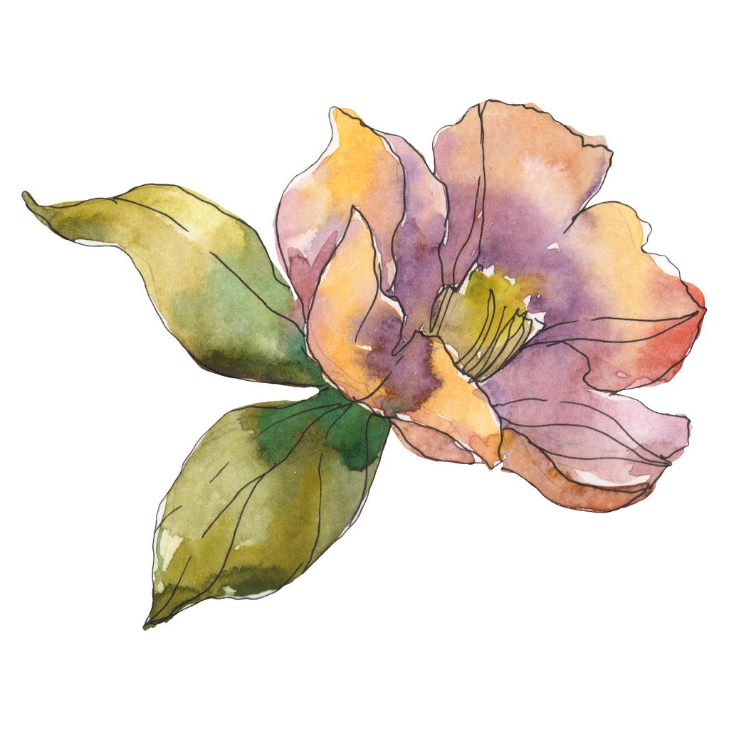 Elszigetelt narancssárga camellia virág, zöld levelekkel. Akvarell illusztráció.  - Fotó, kép
