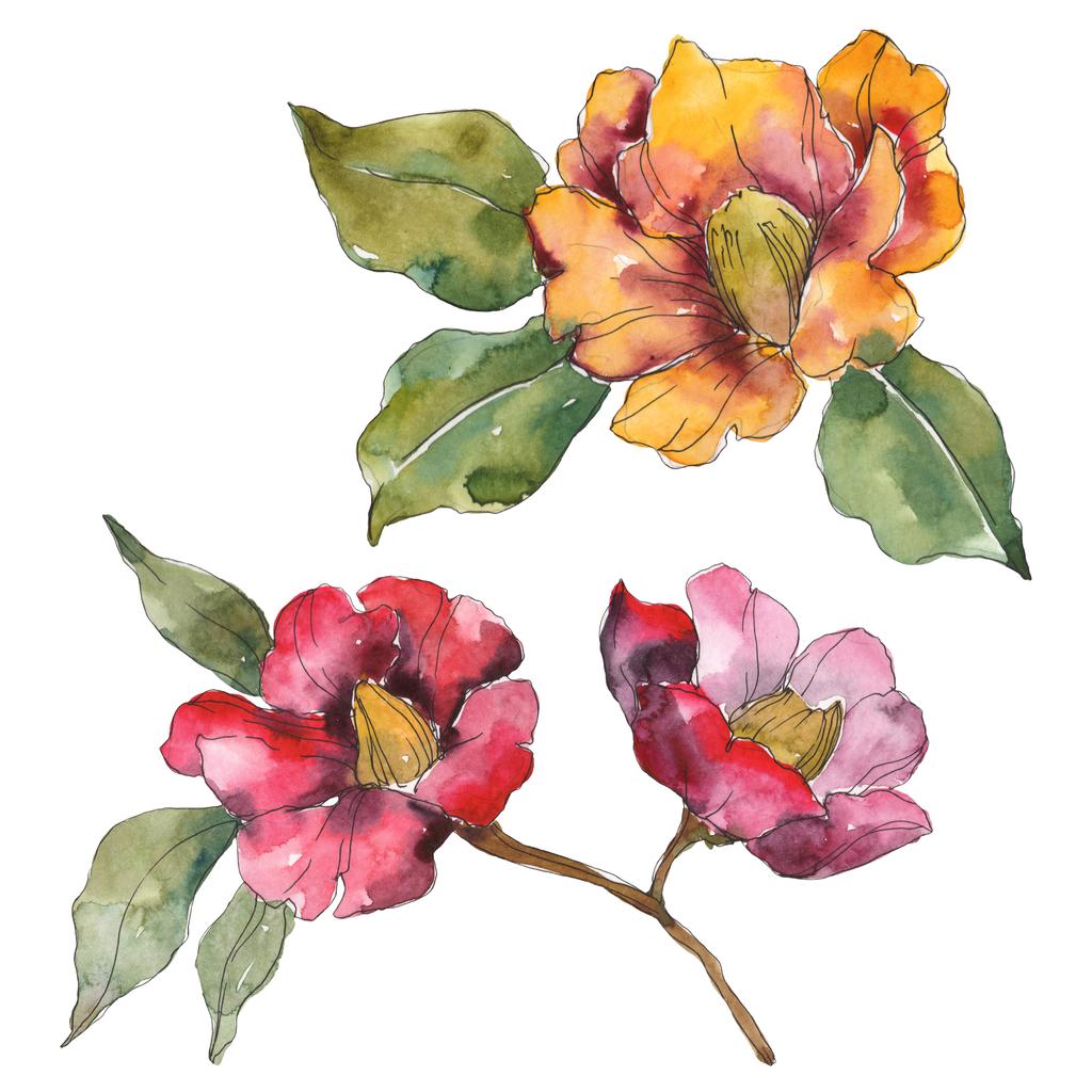 Απομονωμένες camellia πορτοκαλί και κόκκινα λουλούδια με τα πράσινα φύλλα. Σετ ακουαρέλας εικονογράφηση.  - Φωτογραφία, εικόνα