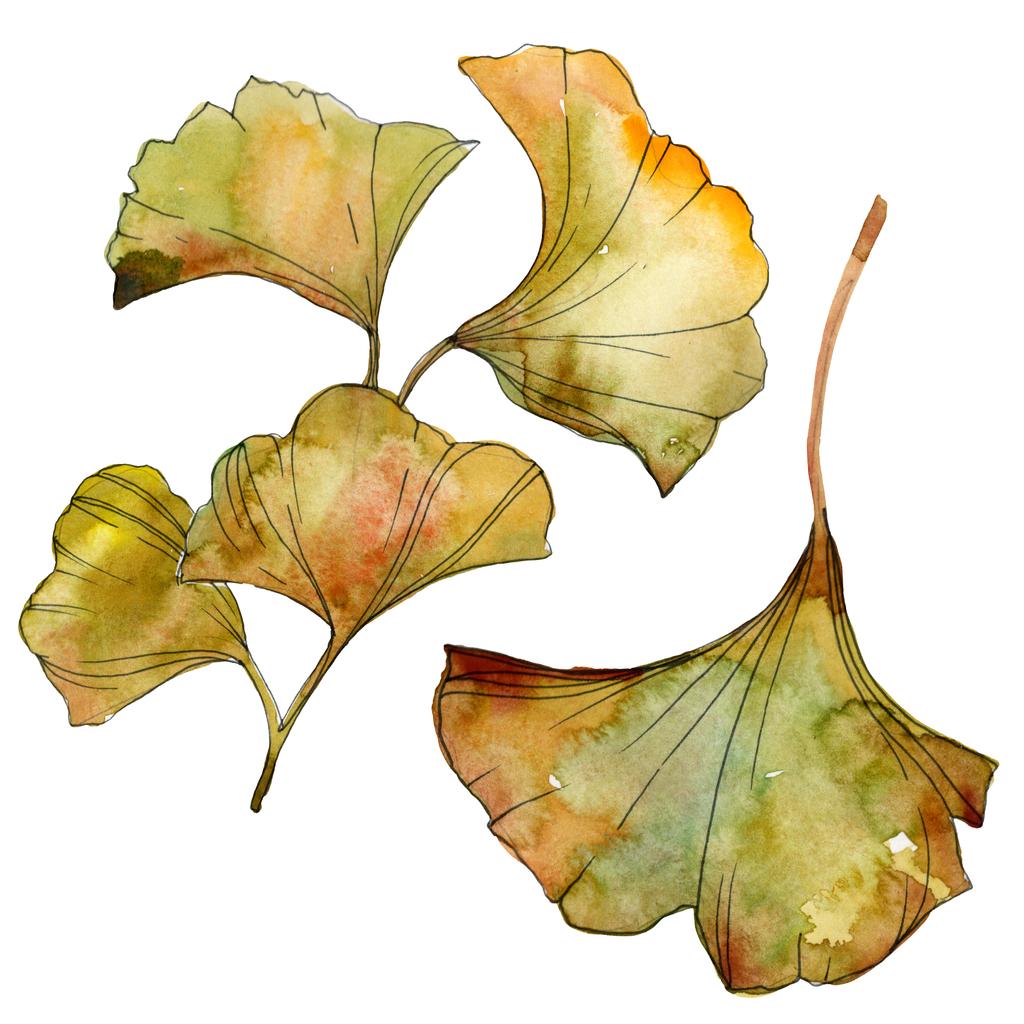 Elszigetelt, a sárga és zöld páfrányfenyő levelek. Akvarell háttér illusztráció készlet.  - Fotó, kép