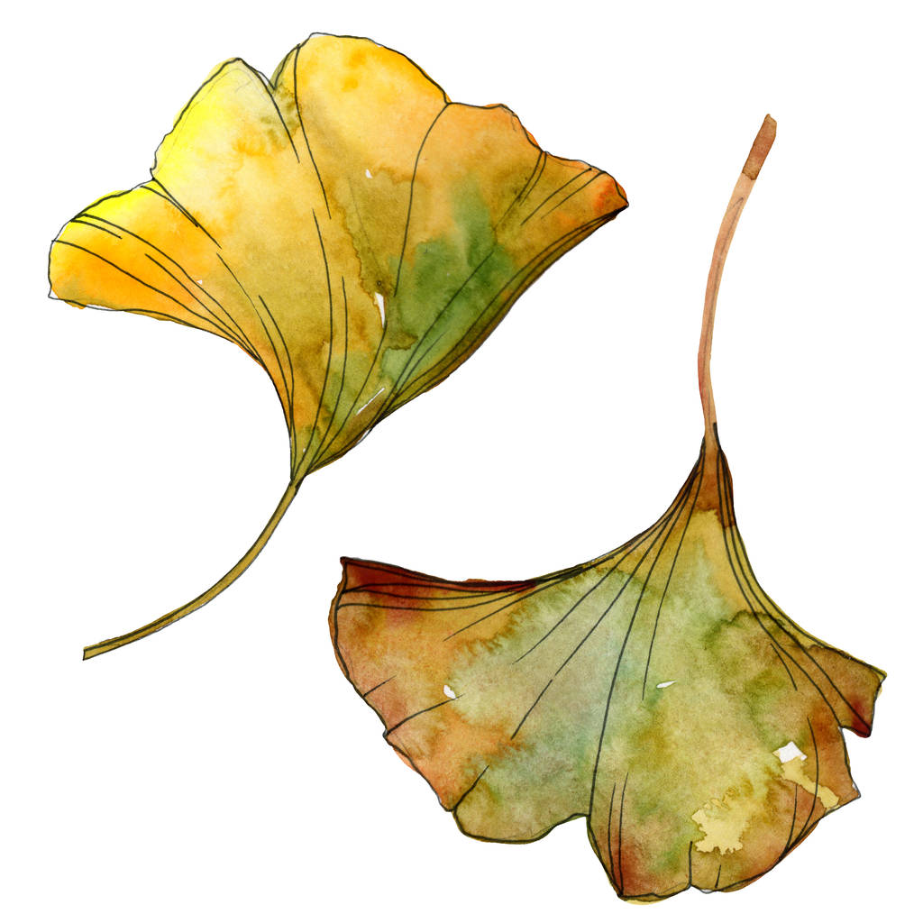 分離された黄色と緑のイチョウ葉を残します。水彩画背景イラスト セット.  - 写真・画像