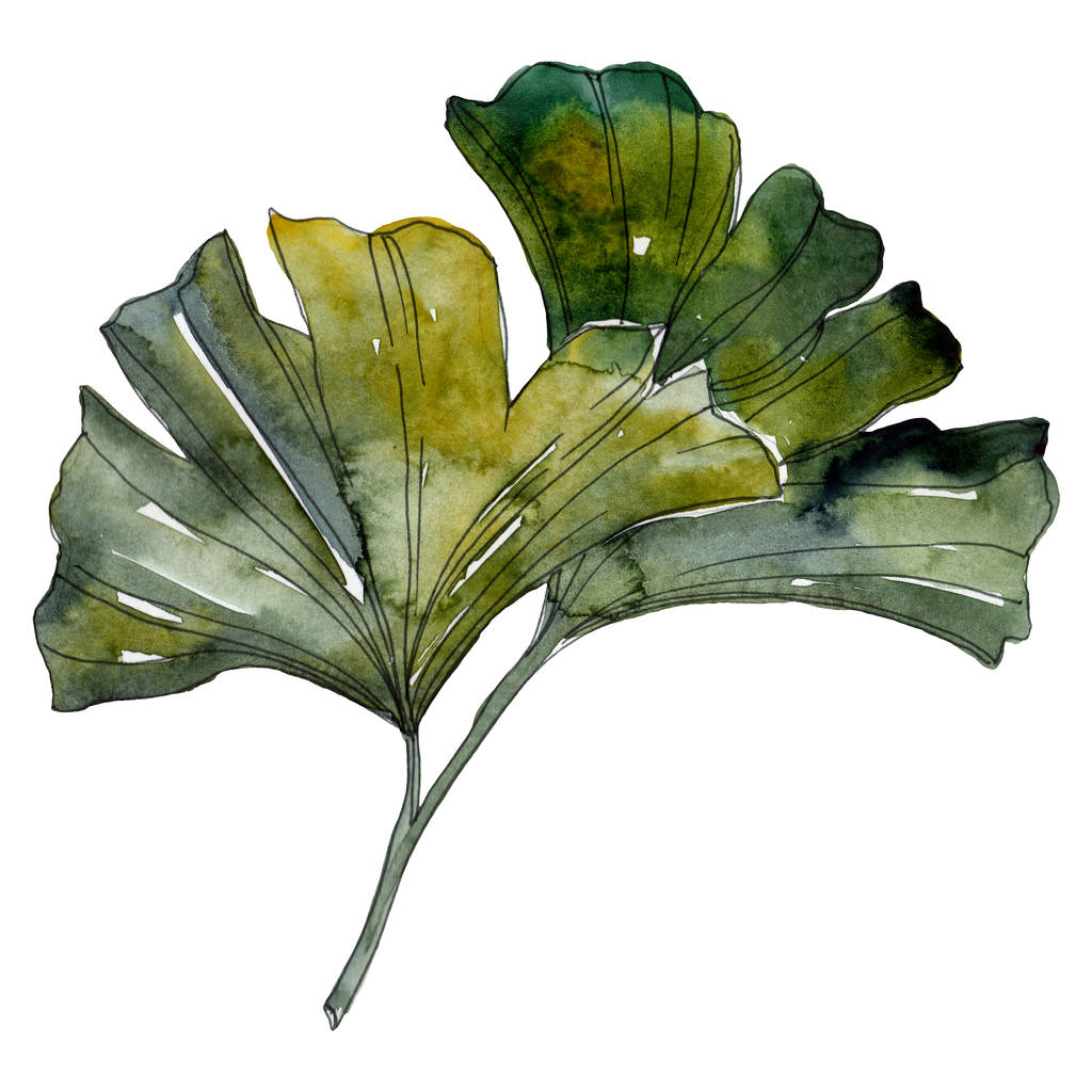 Πράσινο ginkgo biloba απομονωμένα φύλλα. Ακουαρέλα φόντο εικόνα σετ.  - Φωτογραφία, εικόνα