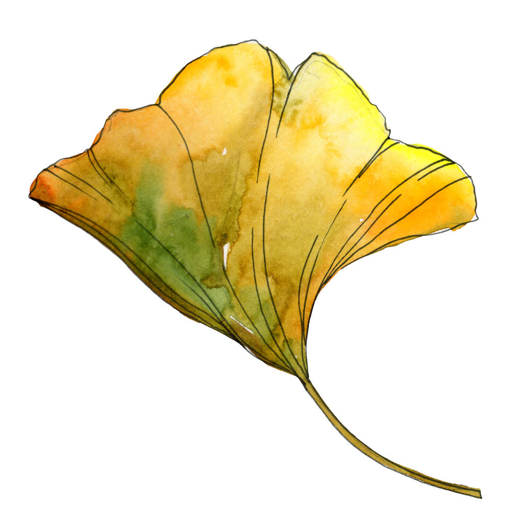 Żółty i zielony ginkgo biloba liść na białym tle. Tle akwarela, ilustracja. - Zdjęcie, obraz