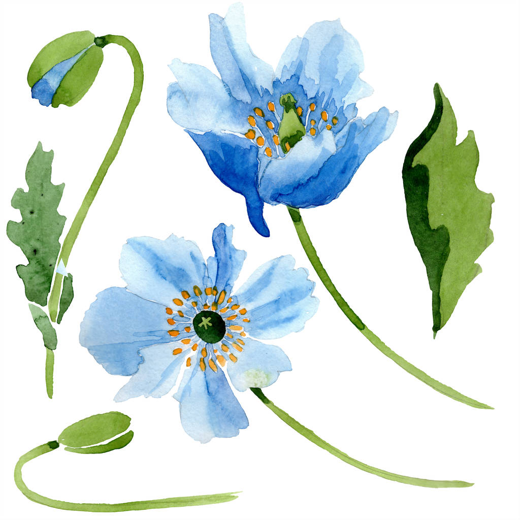 Blue poppies with leaves watercolor illustration isolated on white - Photo, Image