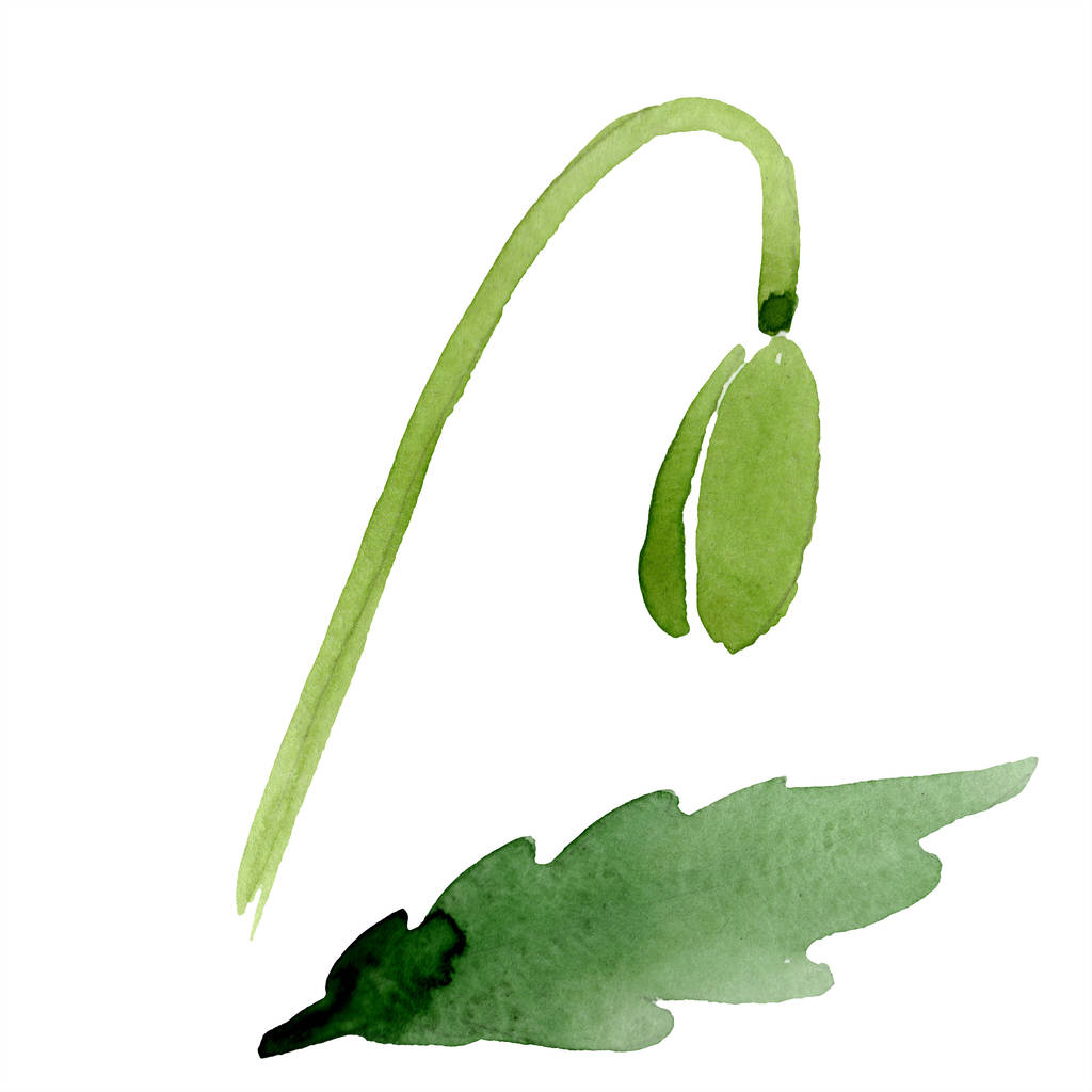 Bud with leaf isolated on white. Watercolor illustration. - Photo, Image