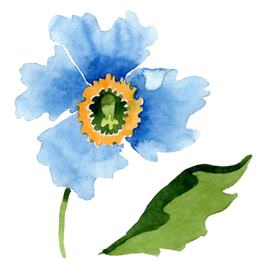 Блакитний мак і зелений лист акварельна ілюстрація
. - Фото, зображення