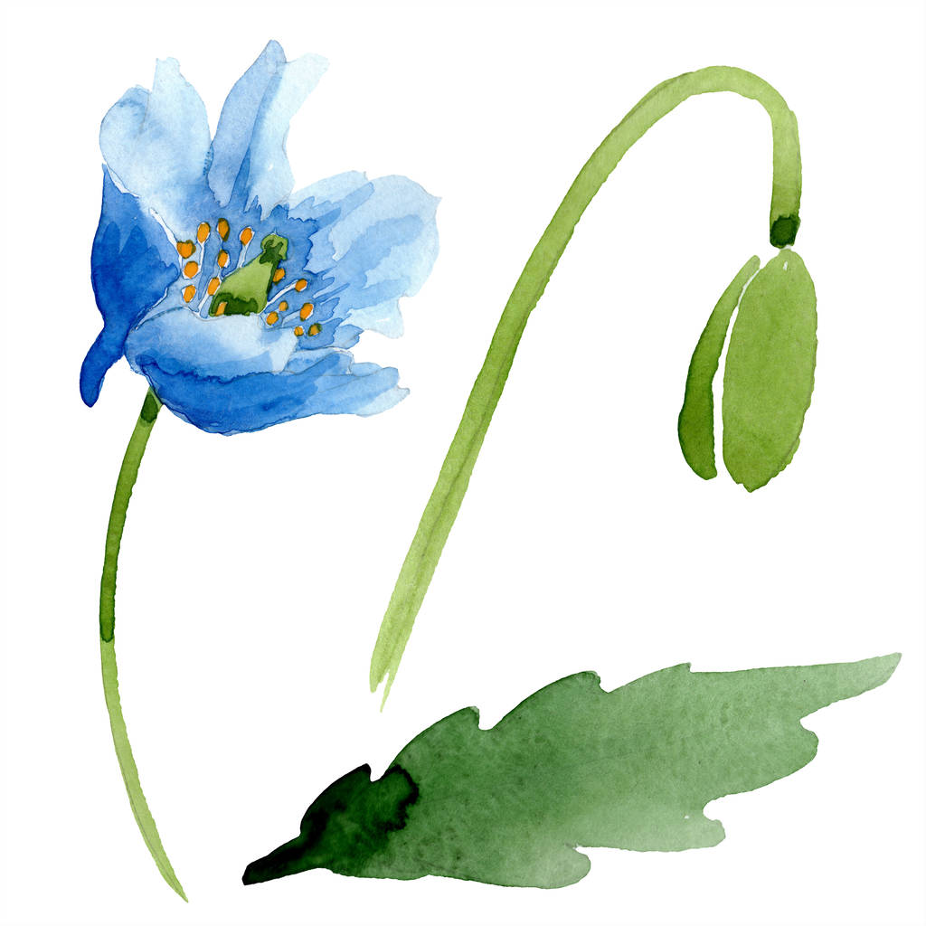 Blue poppy, leaf and bud isolated on white. Watercolor illustration set.  - Photo, Image