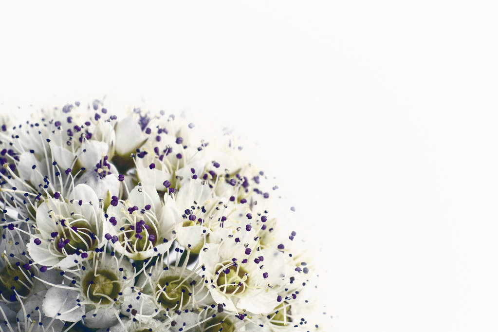 inflorescencia de pequeñas flores sobre fondo blanco, primer plano
 - Foto, imagen