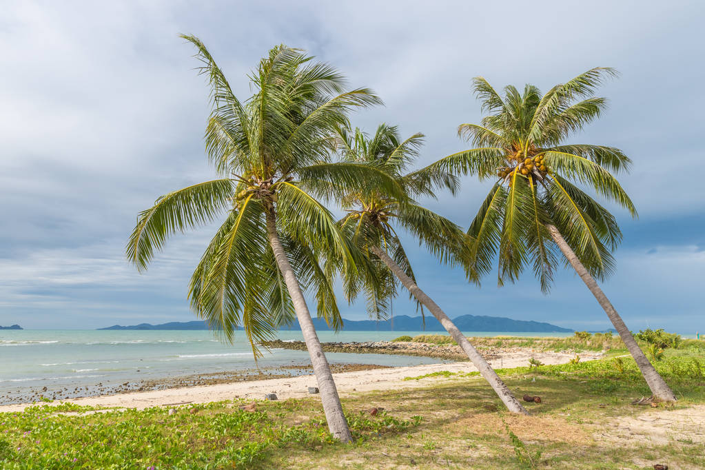 ドミニカ共和国のビーチに美しいヤシの木 - 写真・画像