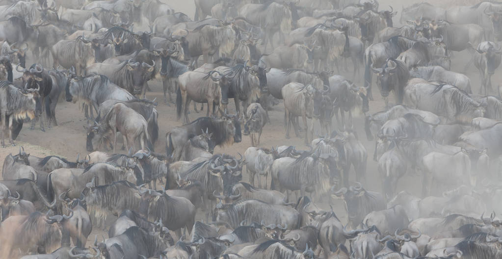 Migracji GNU Świetne. Obraz przyrody.  - Zdjęcie, obraz