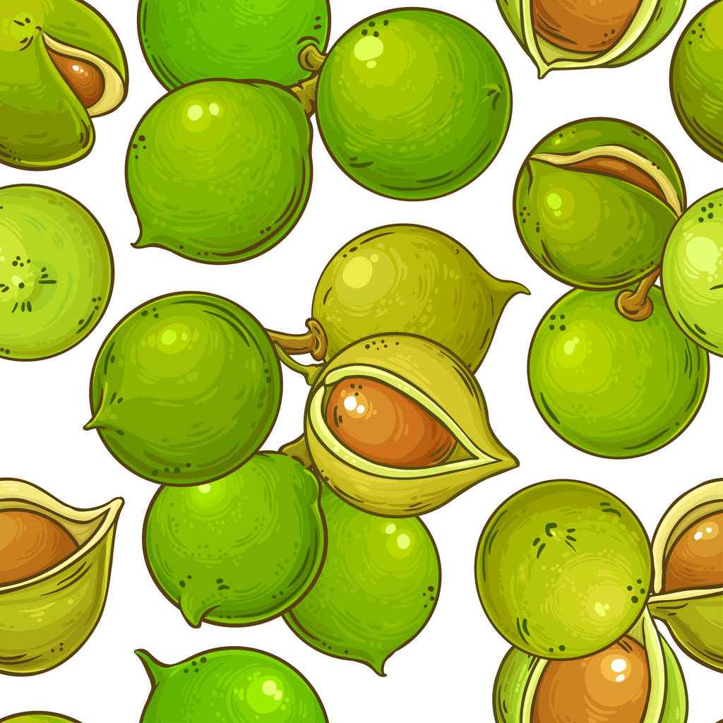 macadamia vector pattern on white background - Vector, Image