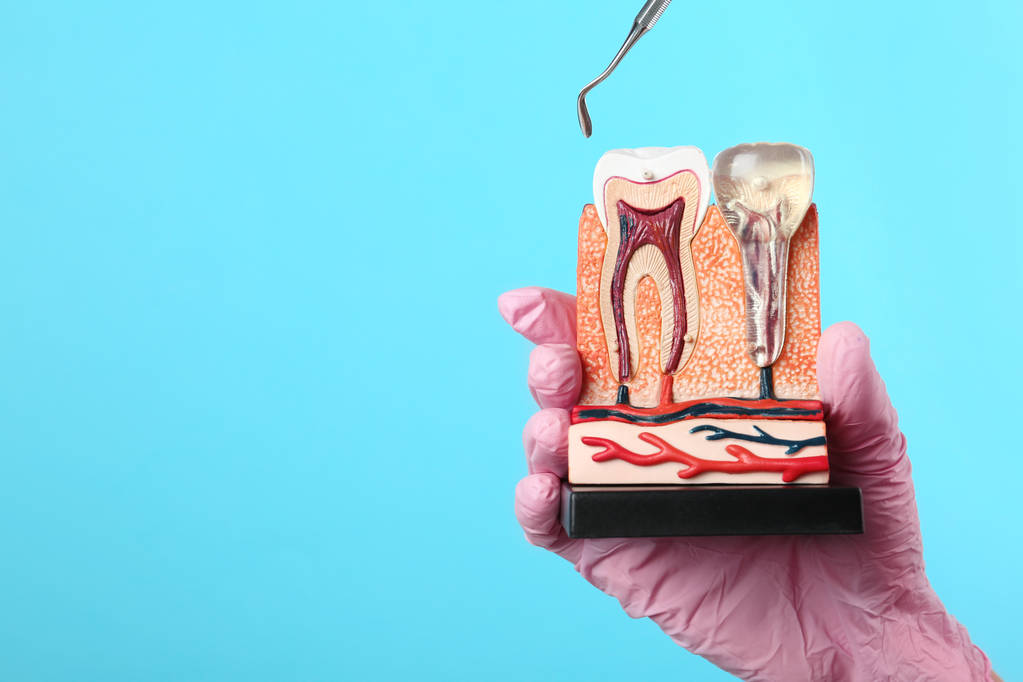 Dentista sosteniendo modelo educativo de sección de mandíbula con dientes y herramienta profesional sobre fondo de color. Espacio para texto
 - Foto, imagen