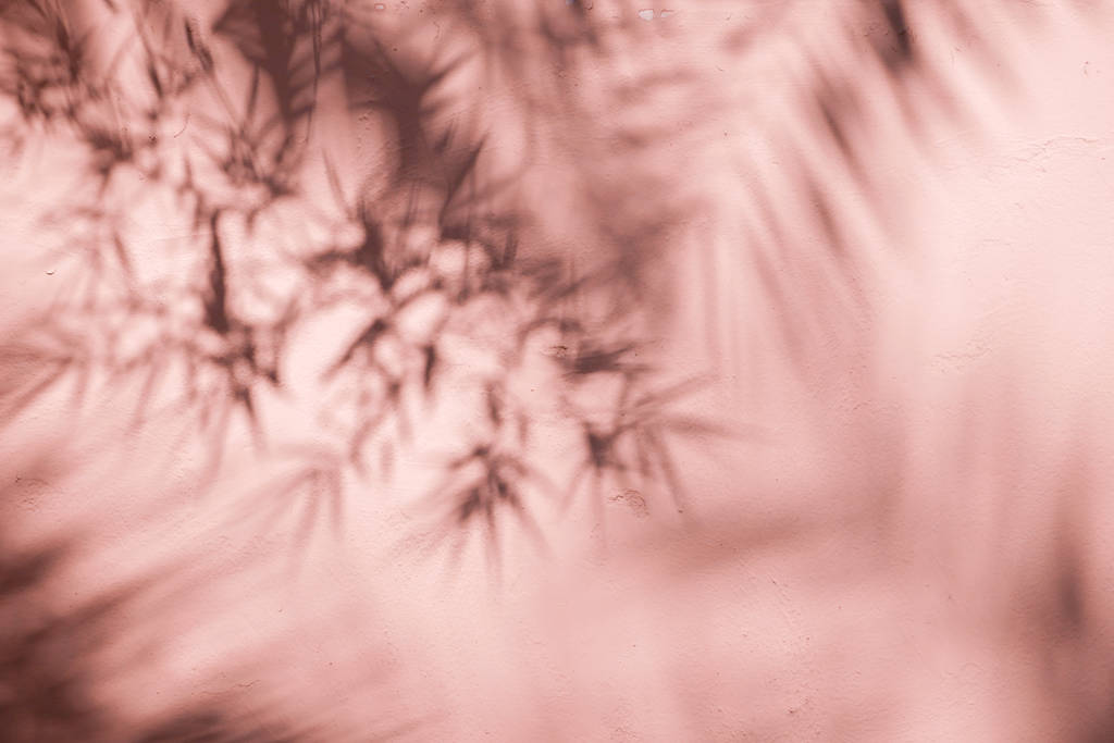 abstrakcyjny tło tekstura cieni liść na betonowej ścianie - Zdjęcie, obraz