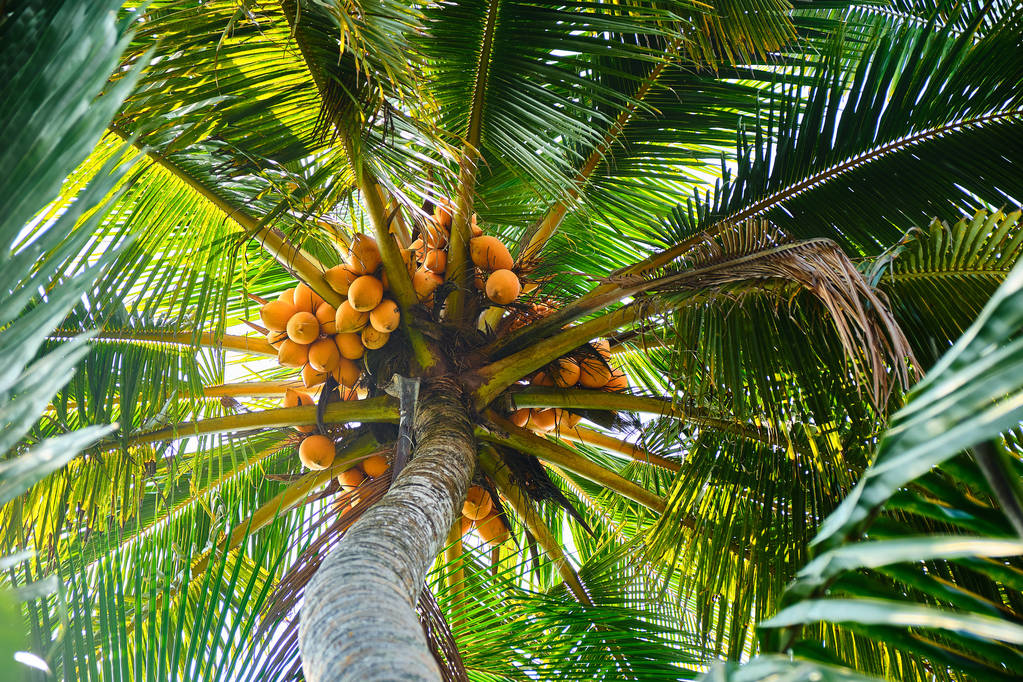 Jonge kokosnoot op palmboom.  - Foto, afbeelding