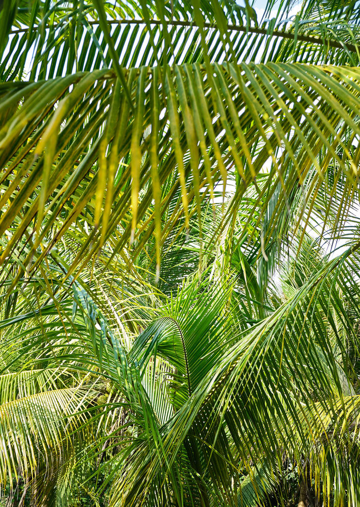 Vista tropical. Jungla. Sri Lanka
. - Foto, Imagen