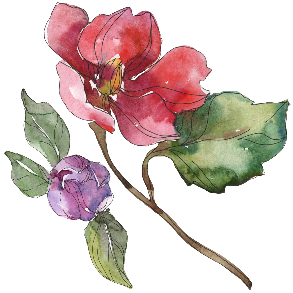 Rode en paarse camellia bloemen geïsoleerd op wit. Aquarel illustratie achtergrondelementen. - Foto, afbeelding