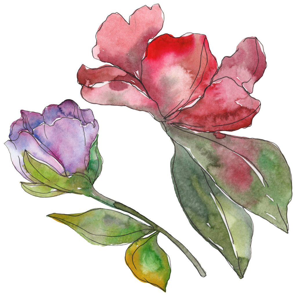 Květy červené a fialové camellia izolované na bílém. Prvky ilustrace akvarel pozadí. - Fotografie, Obrázek