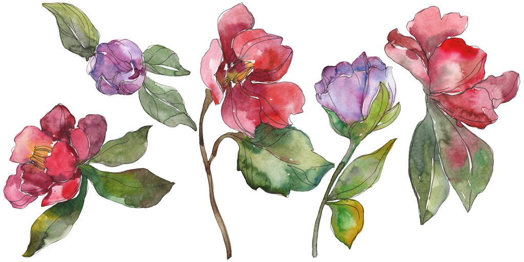 Червоні та фіолетові квіти камелії ізольовані на білому. Елементи ілюстрації акварельного фону
. - Фото, зображення