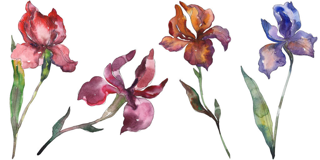 Red and purple irises. Floral botanical flower. Wild spring leaf wildflower isolated. Watercolor background illustration set. Watercolour drawing fashion aquarelle. Isolated iris illustration element. - Photo, Image