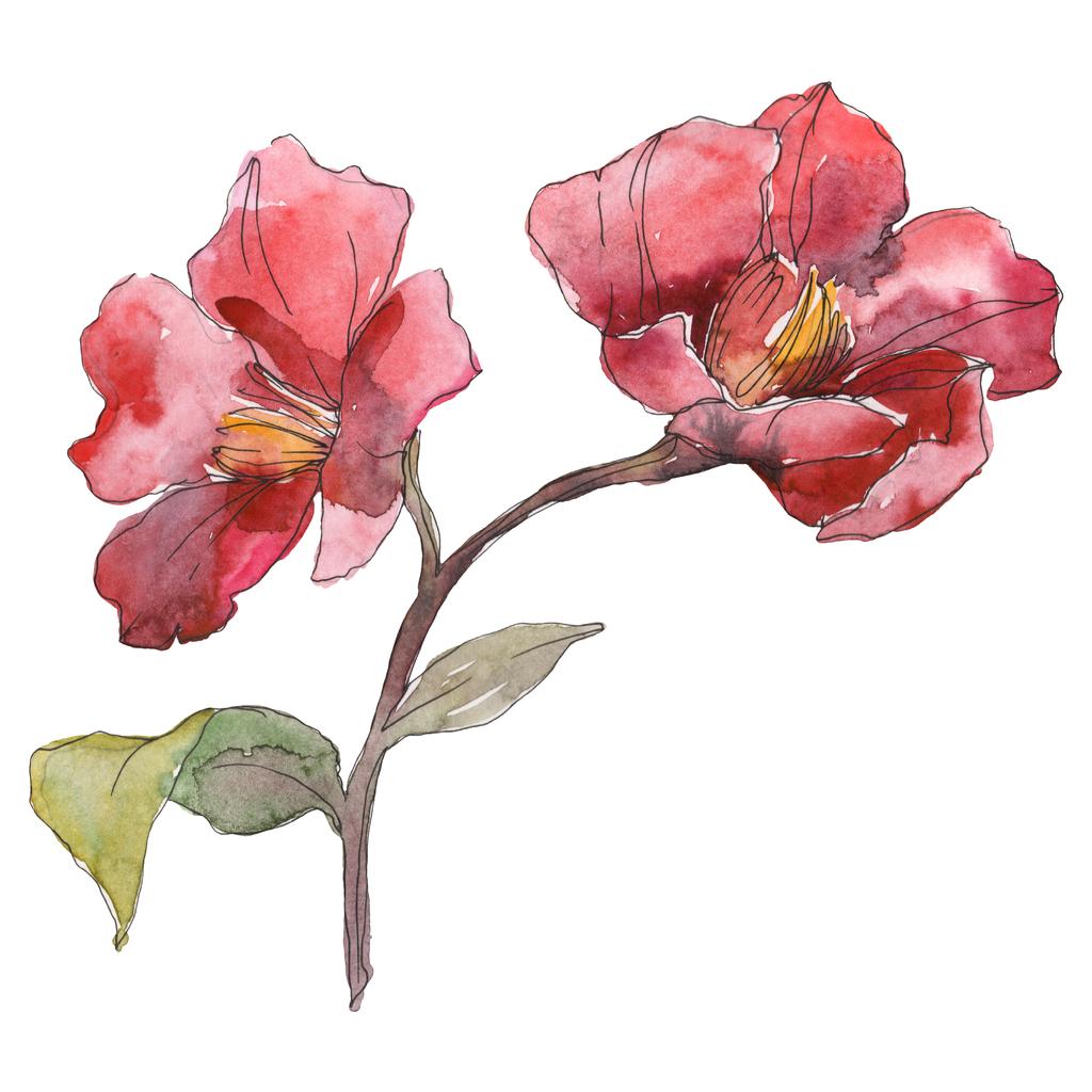 Piros pünkösdi rózsa, elszigetelt fehér akvarell háttér illusztráció készlet.  - Fotó, kép