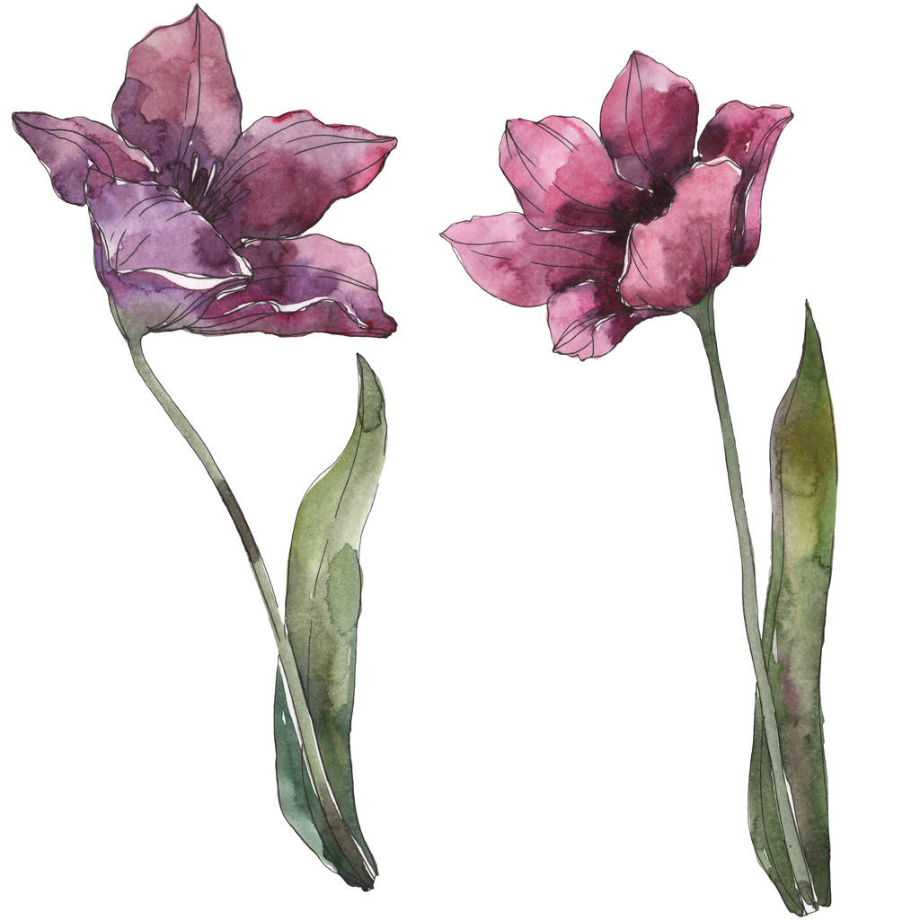 Tulipán púrpura flores botánicas florales. Flor silvestre de hoja de primavera aislada. Conjunto de ilustración de fondo acuarela. Acuarela dibujo moda aquarelle. Elemento de ilustración de tulipán aislado
. - Foto, Imagen