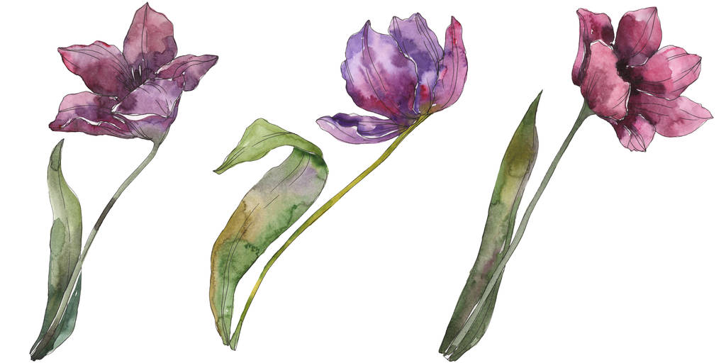 Tulipán púrpura flores botánicas florales. Flor silvestre de hoja de primavera aislada. Conjunto de ilustración de fondo acuarela. Acuarela dibujo moda aquarelle. Elemento de ilustración de tulipán aislado
. - Foto, Imagen