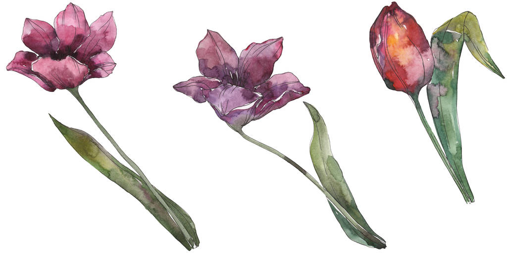 Fiori botanici floreali di tulipano viola. Fiore selvatico primaverile isolato. Acquerello sfondo illustrazione set. Acquerello disegno moda acquerello. Elemento di illustrazione tulipano isolato
. - Foto, immagini