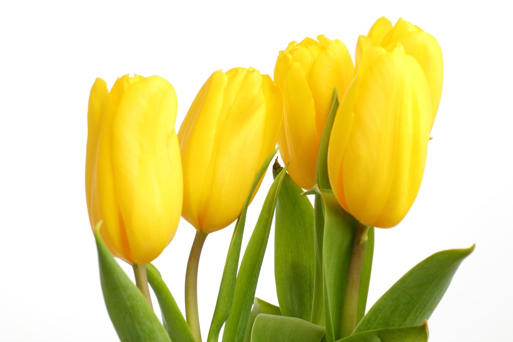 Nabídka krásné žluté tulipány bílé pozadí - Fotografie, Obrázek
