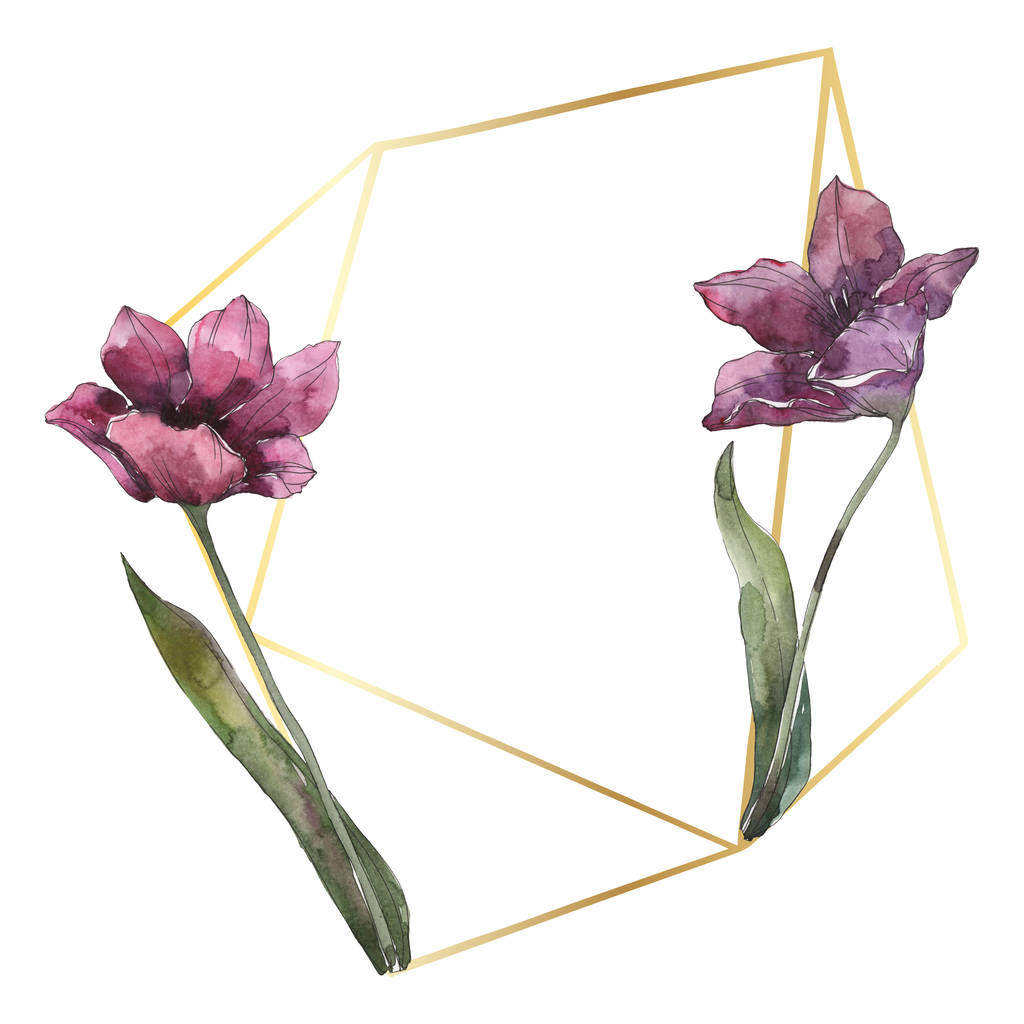 紫チューリップ花植物の花 野生春葉のワイルドフラワーが分離されました 水彩画背景イラスト セット 水彩描画のファッション Aquarelle 分離します フレーム枠飾りスクエア ロイヤリティフリー写真 画像素材