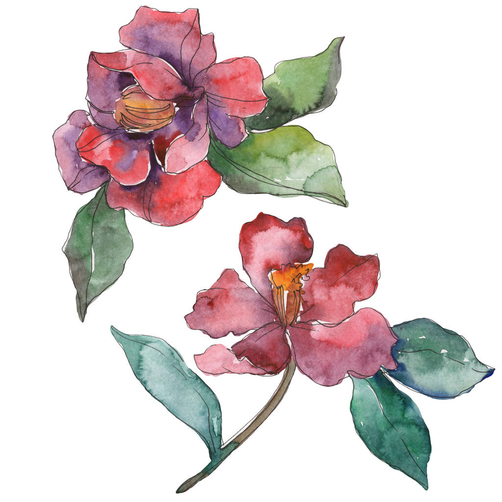Flores de camélia vermelhas e roxas isoladas em branco. Elementos de ilustração de fundo aquarela
. - Foto, Imagem