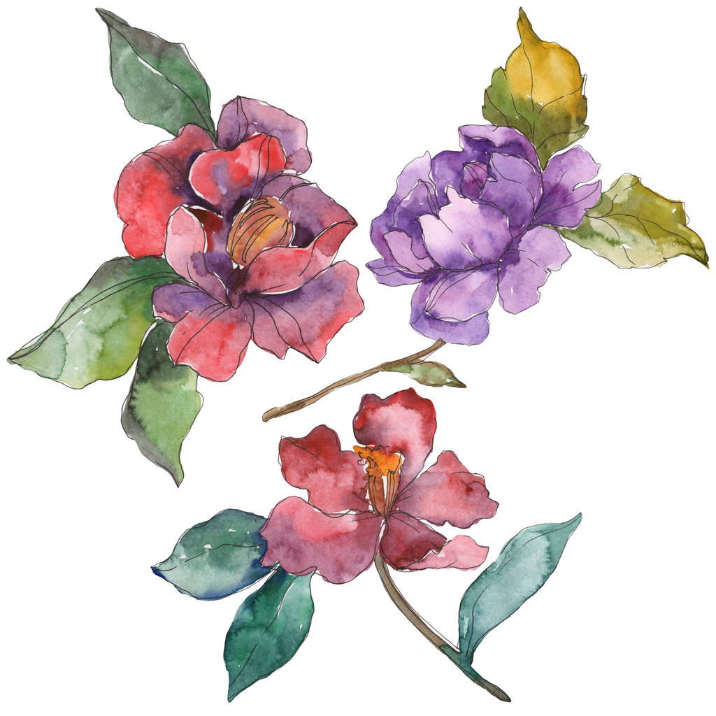 Camellia czerwone i purpurowe kwiaty na białym tle. Elementy ilustracji tle akwarela. - Zdjęcie, obraz