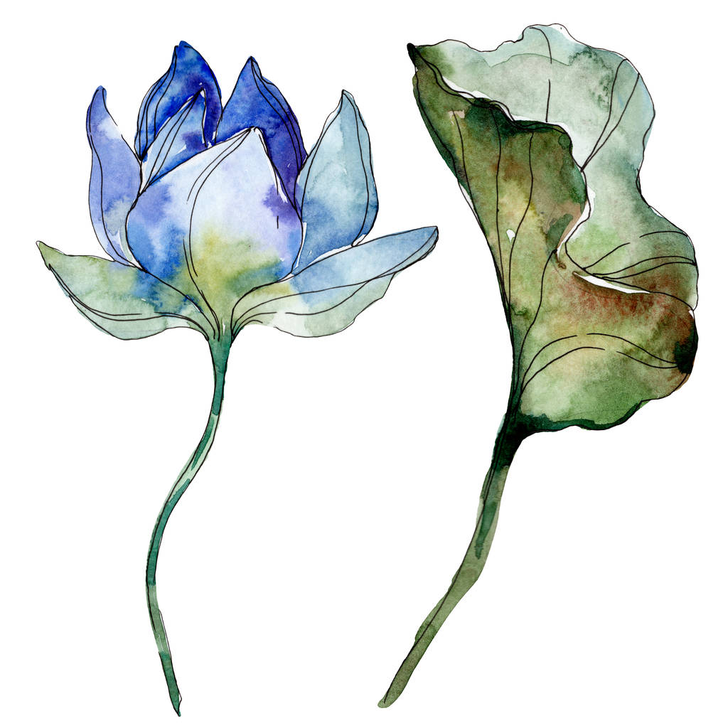 Modré a fialové Lotosový květ s zelený list. Akvarelu izolované ilustrace prvky. - Fotografie, Obrázek