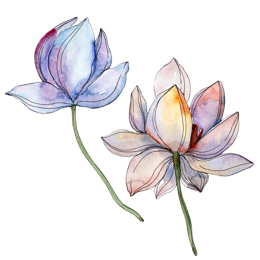 Blauw en paars lotussen. Aquarel achtergrond afbeelding instellen. Geïsoleerde lotussen illustratie elementen. - Foto, afbeelding