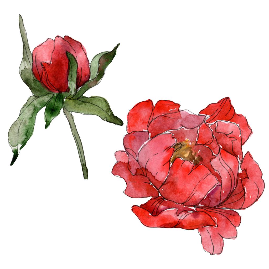 Piros pünkösdi rózsa, elszigetelt fehér. Akvarell háttér illusztráció készlet.  - Fotó, kép