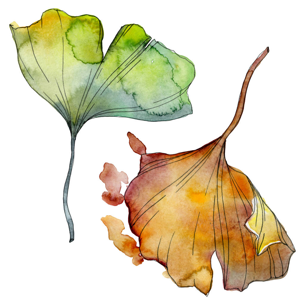 イチョウ葉 葉植物植物園花葉 水彩画背景イラスト セット 水彩描画のファッション Aquarelle 分離します 孤立したイチョウの図要素 ロイヤリティフリー写真 画像素材