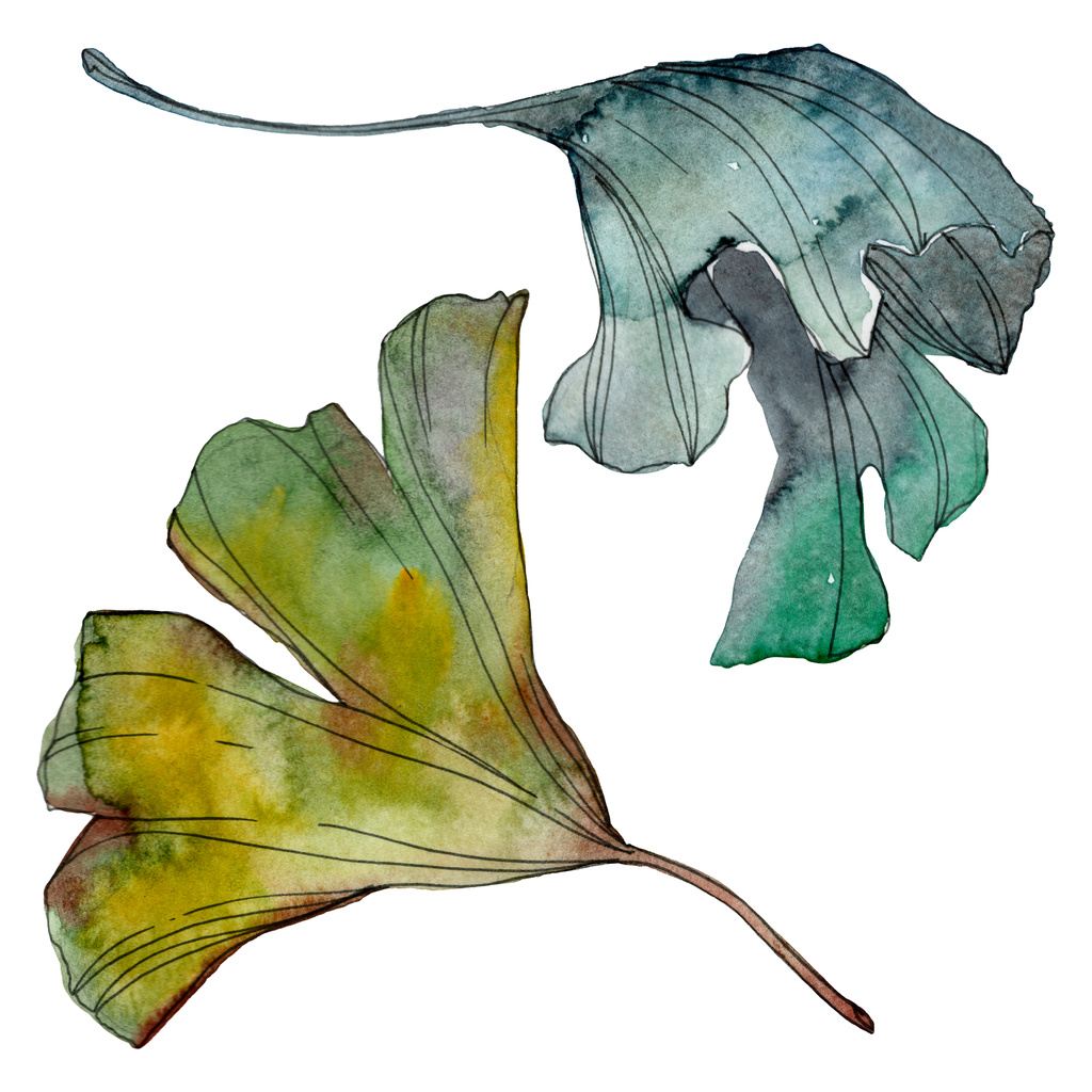 Ginkgo biloba leaf. Leaf plant botanical garden floral foliage. Watercolor background illustration set. Watercolour drawing fashion aquarelle isolated. Isolated ginkgo illustration element. - Photo, Image
