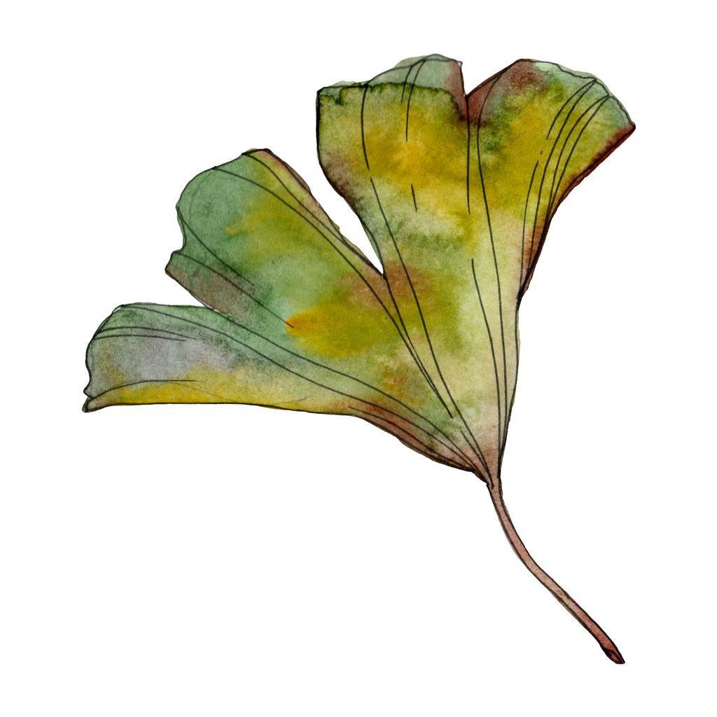 イチョウ葉。葉植物植物園花葉。水彩画背景イラスト セット。水彩描画のファッション aquarelle 分離します。孤立したイチョウの図要素. - 写真・画像