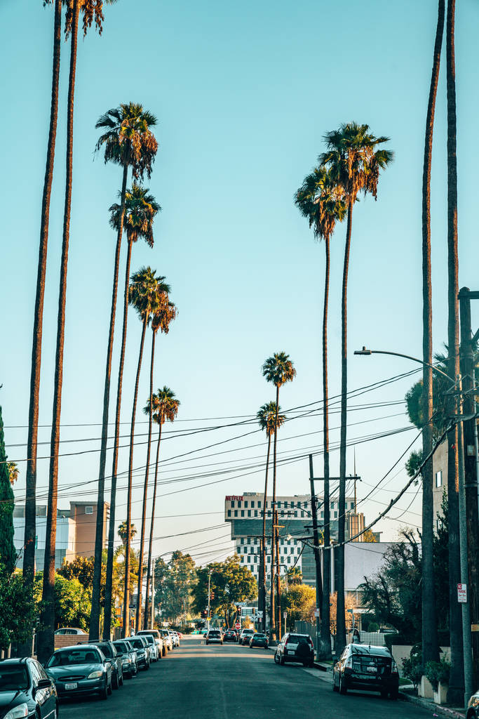 Juli 15, 2018. Los Angeles, Verenigde Staten. Mooie zonnige dag in Californië met blauwe lucht en hoge palmen op de weg in La in de buurt van Hollywood sign district. - Foto, afbeelding