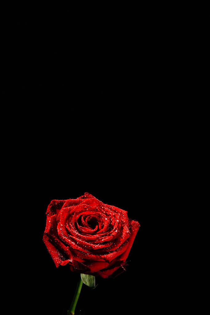 Крупным планом фотография глубокой красной цветущей розы, покрытой каплями воды перед черным фоном ведьмы скопировать пространство
. - Фото, изображение
