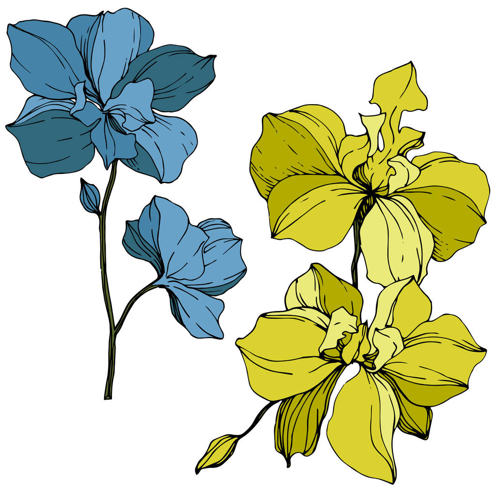 Vector yellow and blue orchids isolated on white. Engraved ink art. - Vector, Image