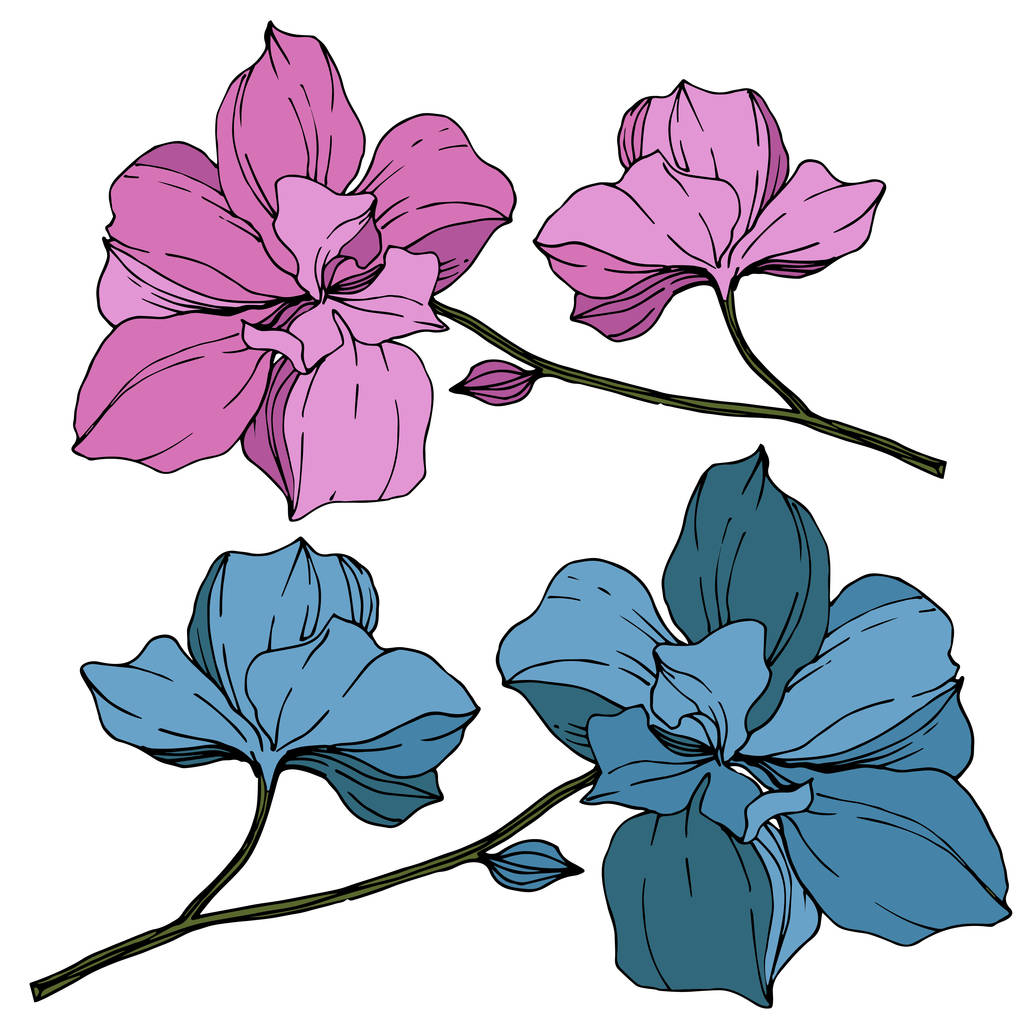 Vector blue and purple orchids isolated on white. Engraved ink art. - Vector, Image