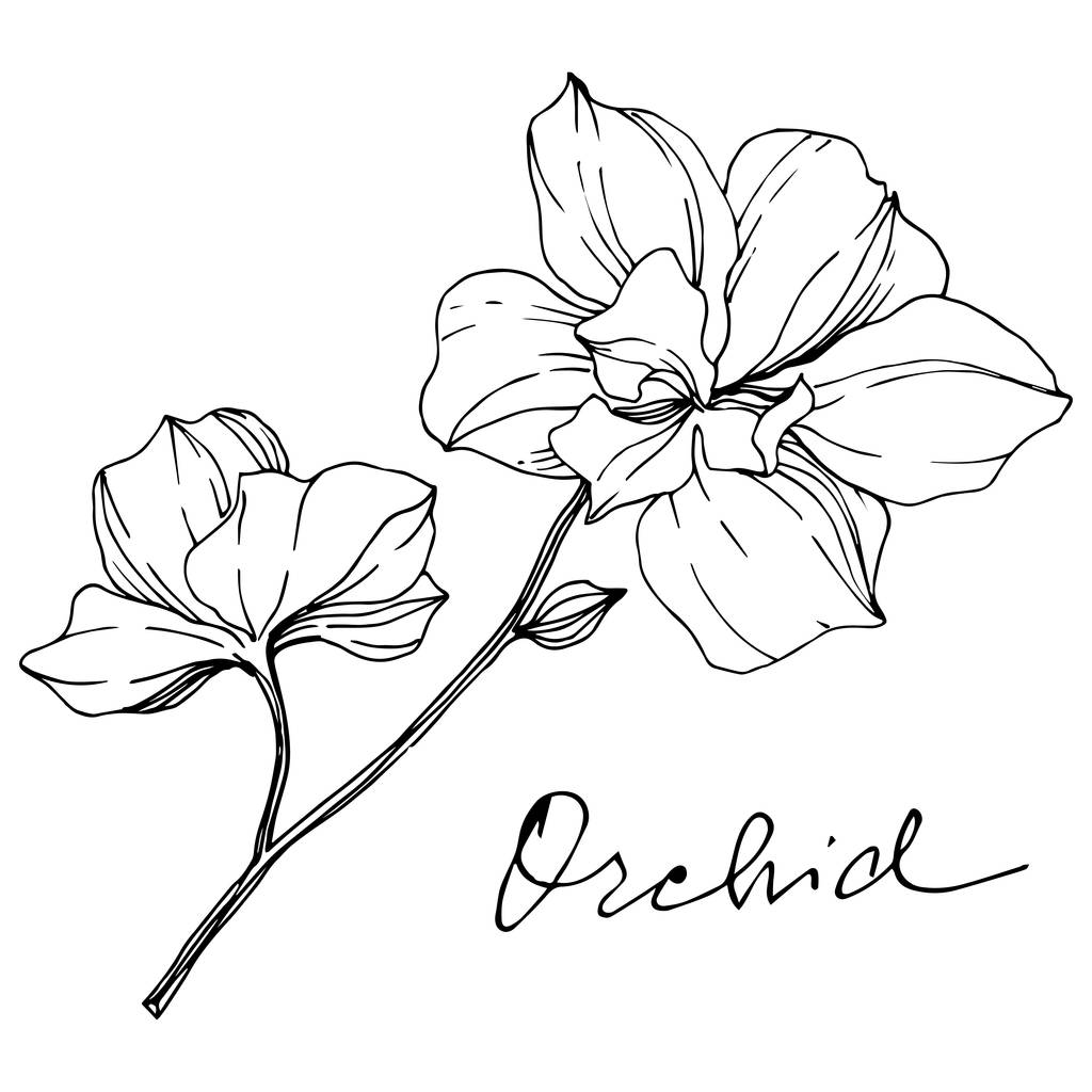 Orchidées monochromes vectorielles avec lettrage d'orchidée isolé sur blanc. Encre gravée art
. - Vecteur, image