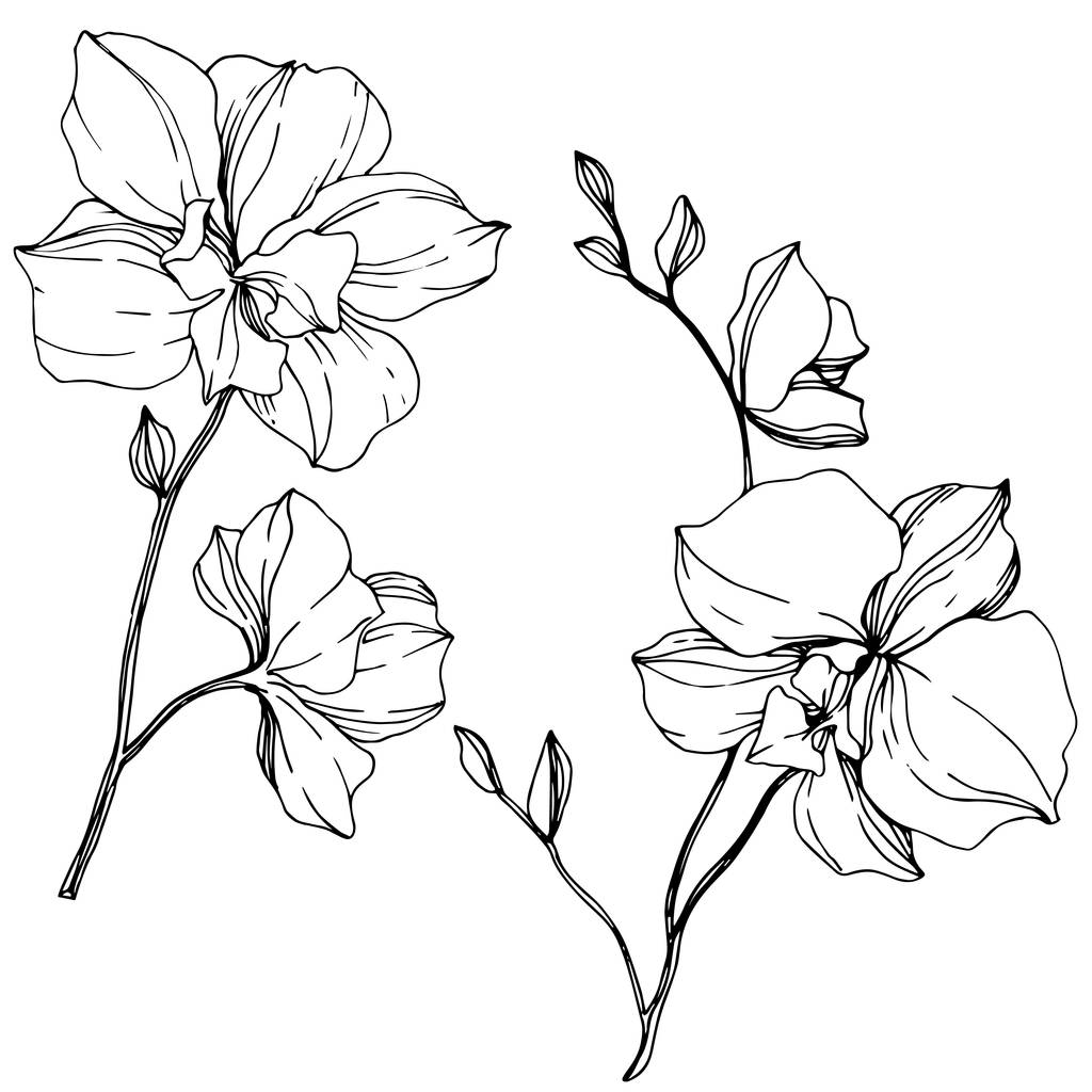 Orquídeas monocromáticas vetoriais isoladas sobre branco. Tinta gravada arte
. - Vetor, Imagem
