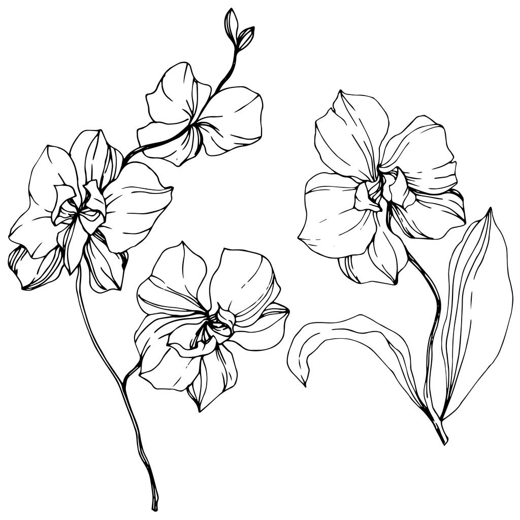 Orquídeas monocromáticas vetoriais isoladas sobre branco. Tinta gravada arte
. - Vetor, Imagem