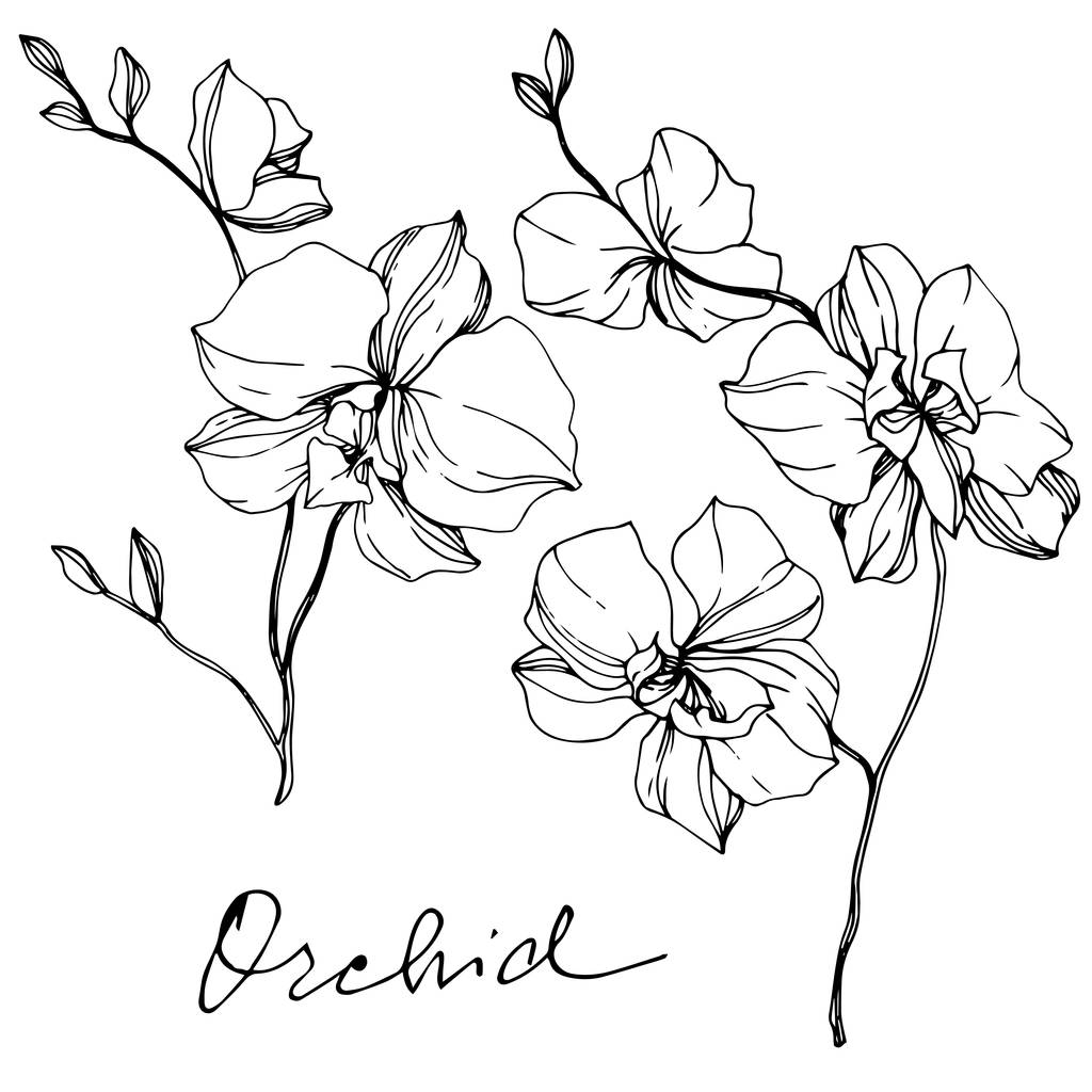 Vektor monochromatický orchideje s orchidejí nápis izolované na bílém. Ryté inkoust umění. - Vektor, obrázek
