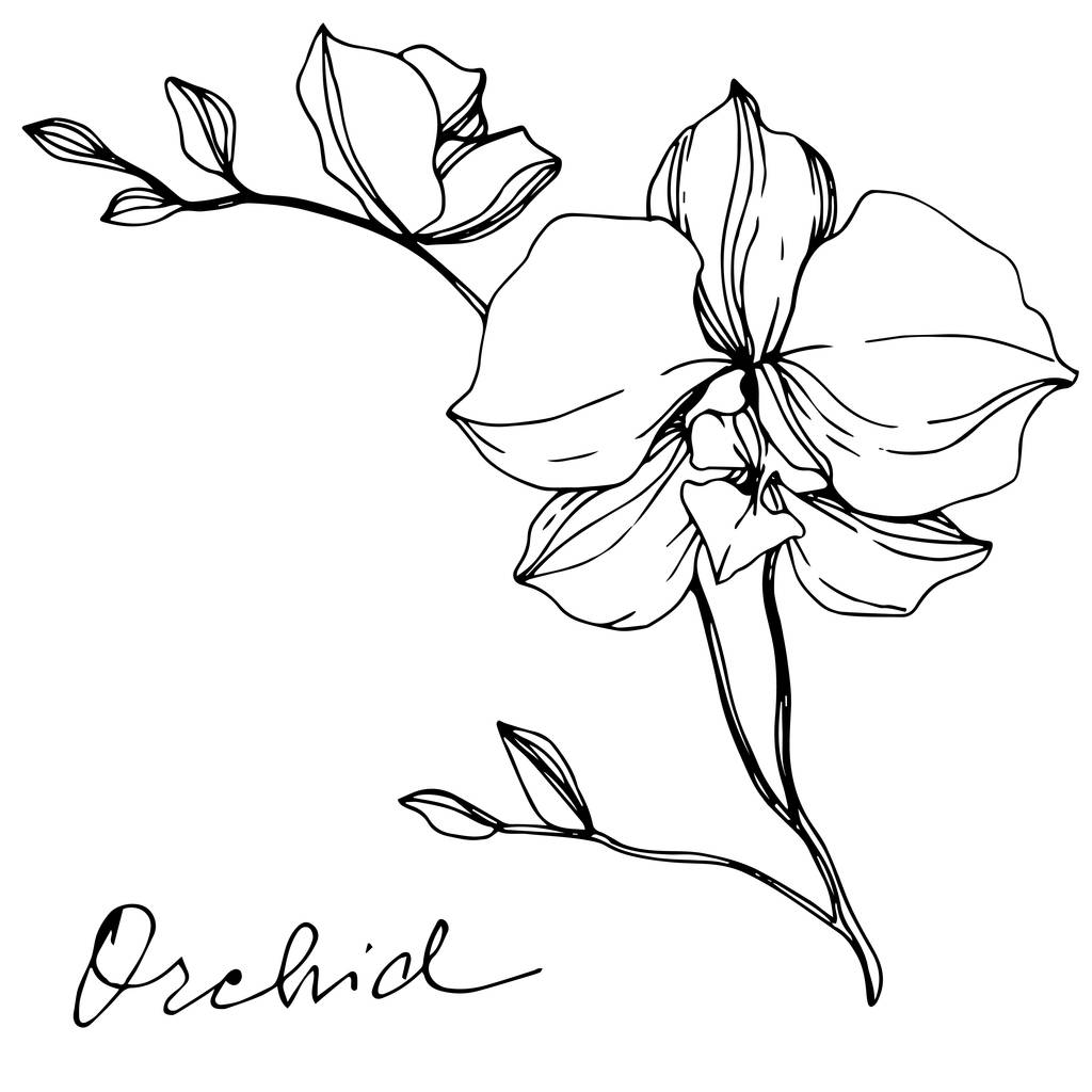 Διάνυσμα μονόχρωμη orchids με ορχιδέα γράμματα που απομονώνονται σε λευκό. Χαραγμένο μελάνι τέχνης. - Διάνυσμα, εικόνα