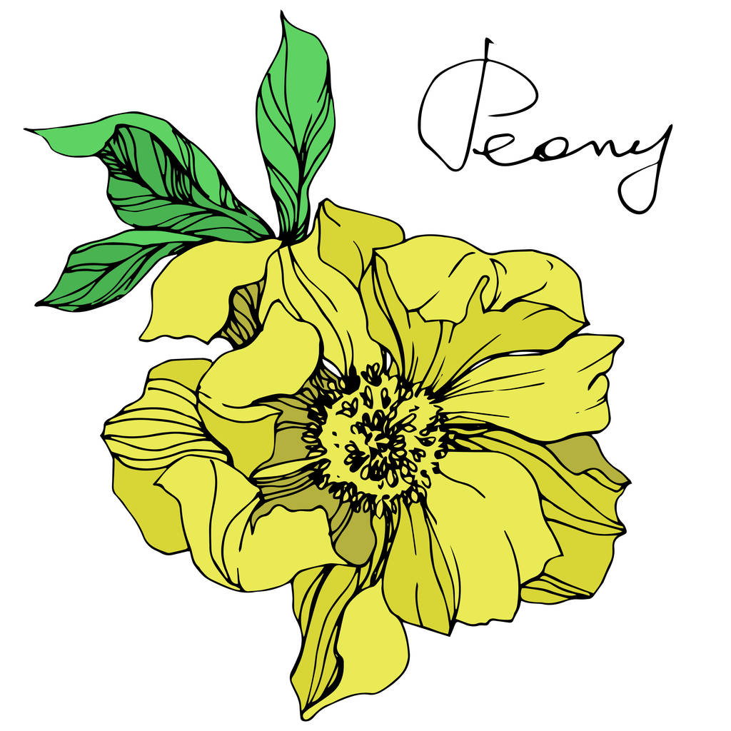Vektör sarı Şakayık Çiçeği yeşil yaprakları ve beyaz arka plan üzerinde el yazısı yazı ile izole. Oyulmuş mürekkep sanat.  - Vektör, Görsel