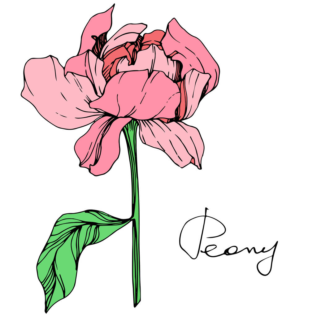 Flor de peonía rosa aislada vectorial con hojas verdes y letras manuscritas sobre fondo blanco. Arte de tinta grabada
.  - Vector, imagen
