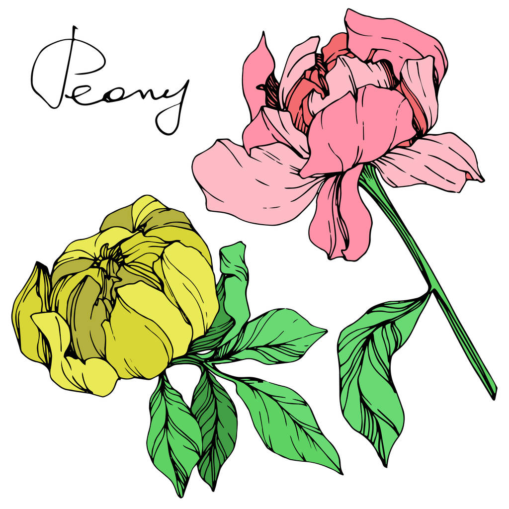 Vecteur pivoines roses et jaunes isolées avec des feuilles vertes et un lettrage de pivoine manuscrit sur fond blanc. Encre gravée art
.  - Vecteur, image