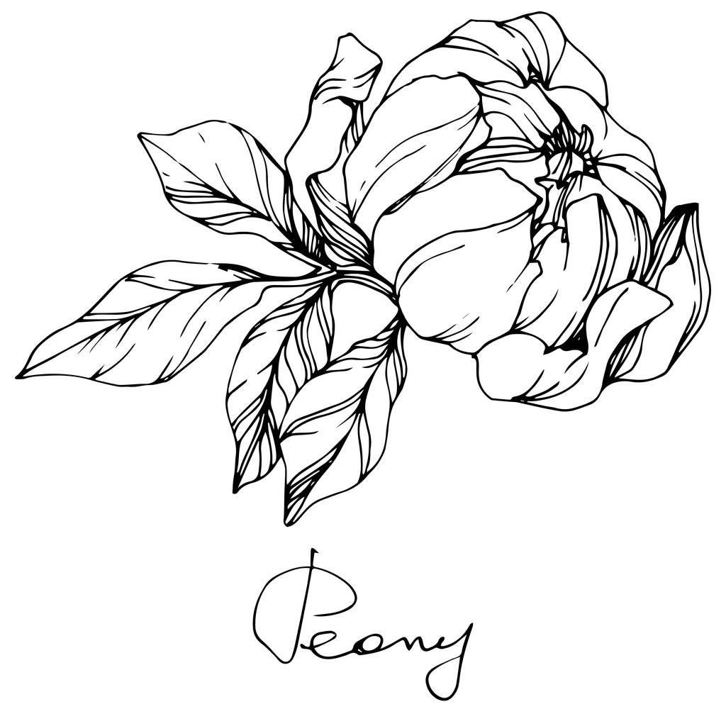 Vector aislado monocromo peonía flor boceto y letra manuscrita sobre fondo blanco. Arte de tinta grabada
.  - Vector, imagen