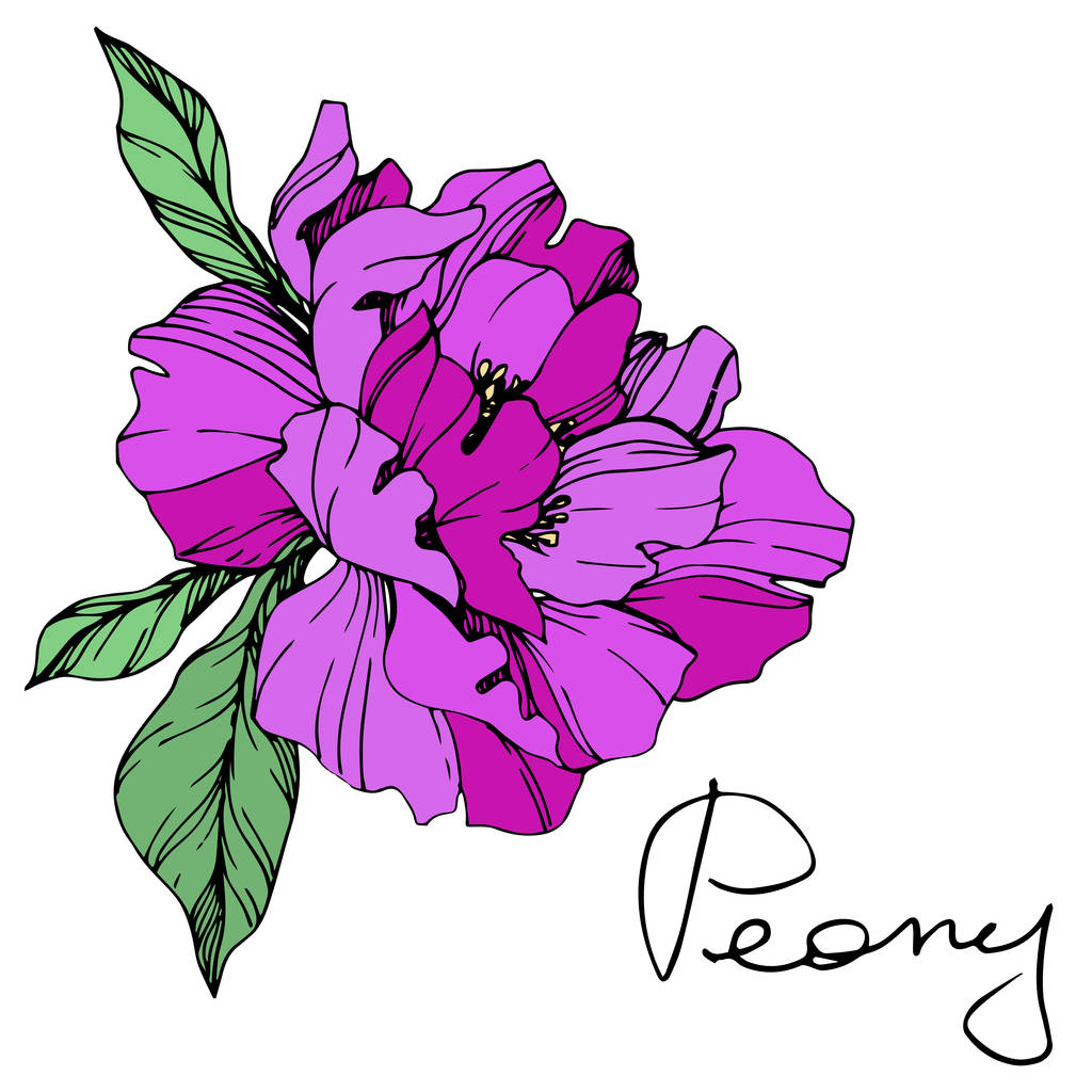 Flor de peonía púrpura aislada vectorial con hojas verdes y letras manuscritas sobre fondo blanco. Arte de tinta grabada
.  - Vector, imagen